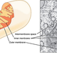 Illustration for article titled How Do Cells Manage To Obey The Laws of Physics?